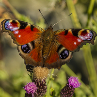 Buy canvas prints of  Peacock Butterfly by Sandi-Cockayne ADPS