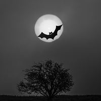 Buy canvas prints of  Bat In The Moon by Sandi-Cockayne ADPS