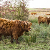 Buy canvas prints of  Highland Cattle by Sandi-Cockayne ADPS