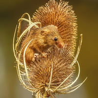 Buy canvas prints of  Harvest Mouse II by Sandi-Cockayne ADPS