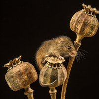 Buy canvas prints of  Harvest Mouse III by Sandi-Cockayne ADPS