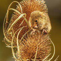 Buy canvas prints of  Harvest Mouse Washing Her Whiskers! by Sandi-Cockayne ADPS