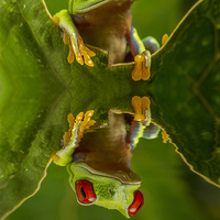 Buy canvas prints of  Red Eyed Tree Frog Reflections by Sandi-Cockayne ADPS