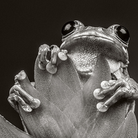 Buy canvas prints of  Peacock Tree Frog in Monochrome by Sandi-Cockayne ADPS