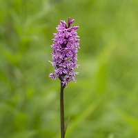 Buy canvas prints of  Common Spotted Orchid by Sandi-Cockayne ADPS