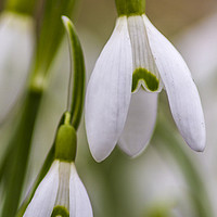 Buy canvas prints of Double Snowdrops, Part I by Sandi-Cockayne ADPS