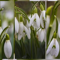 Buy canvas prints of Triptych Snowdrops - FOR SHOWCASING NOT FOR SALE.. by Sandi-Cockayne ADPS