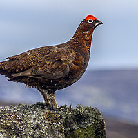 Buy canvas prints of Red Grouse by Sandi-Cockayne ADPS