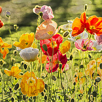 Buy canvas prints of Spring Poppies - Digital Art by Sandi-Cockayne ADPS