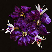 Buy canvas prints of Clematis and Fuchsia Still Life by Sandi-Cockayne ADPS