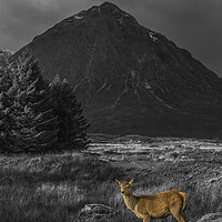Buy canvas prints of Deer Hind Selective Colour by Sandi-Cockayne ADPS