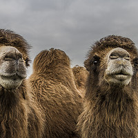 Buy canvas prints of Bactrian Camels by Sandi-Cockayne ADPS