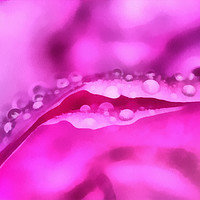 Buy canvas prints of Rose Macro Digital Art by Sandi-Cockayne ADPS