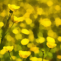 Buy canvas prints of Painterly Buttercups by Sandi-Cockayne ADPS