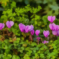 Buy canvas prints of Cyclamen Paintinf by Sandi-Cockayne ADPS