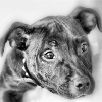 Buy canvas prints of Staffordshire Bull Terrier (Re-Worked) by Sandi-Cockayne ADPS