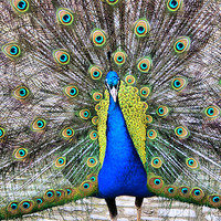 Buy canvas prints of Peacock In All His Splendour by Sandi-Cockayne ADPS
