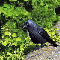 Buy canvas prints of  Jackdaw by Colin irwin