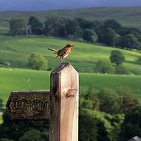 Buy canvas prints of Public Footpath Robin  by Colin irwin
