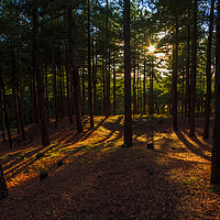 Buy canvas prints of Formby Pinewoods by Colin irwin