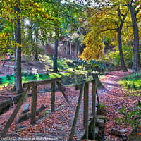 Buy canvas prints of Forest Bridge by Colin irwin