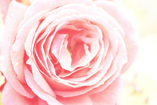 Scent Of A Rose Picture Board by Samantha Higgs