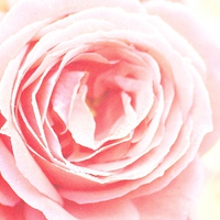 Buy canvas prints of Scent Of A Rose by Samantha Higgs
