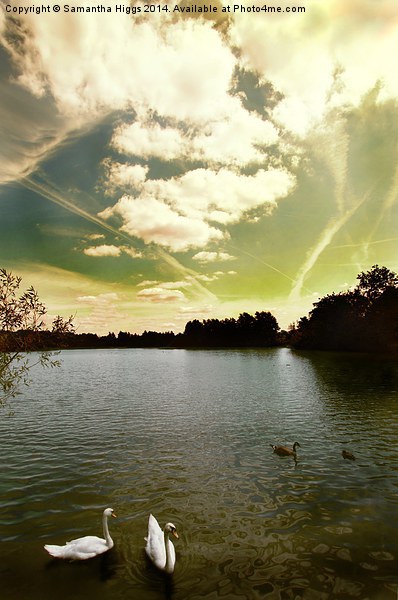 Swans and Sky at Thatcham Lakes Picture Board by Samantha Higgs