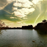 Buy canvas prints of Swans and Sky at Thatcham Lakes by Samantha Higgs