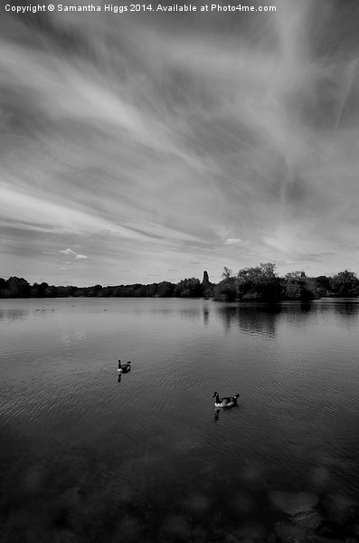 Thatcham Lakes in Black and White Picture Board by Samantha Higgs