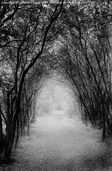  Dark Pathway Picture Board by Samantha Higgs