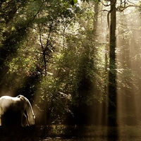 Buy canvas prints of  Horse In The Mist by Samantha Higgs