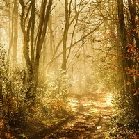Buy canvas prints of  Light To My Path by Samantha Higgs