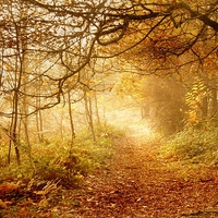 Buy canvas prints of  Autumn Woodland by Samantha Higgs