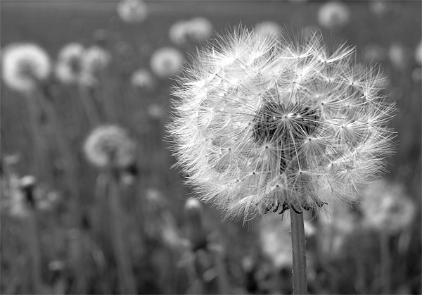 Black and White Dandelion Picture Board by Samantha Higgs