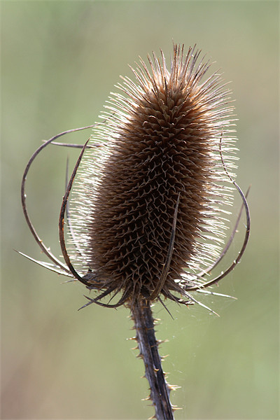 Teasel Picture Board by Samantha Higgs