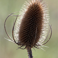 Buy canvas prints of Teasel by Samantha Higgs