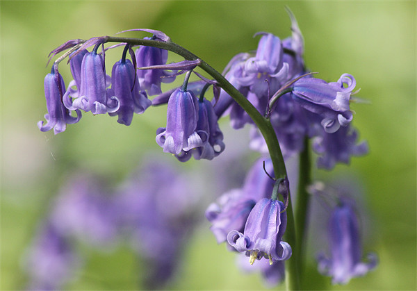 Bluebell Picture Board by Samantha Higgs