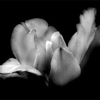 Buy canvas prints of Patricia's Tulip in Black and White by Samantha Higgs