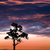 Buy canvas prints of Tree Silhouette  by Orange FrameStudio