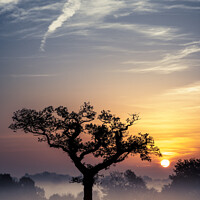 Buy canvas prints of Tree Silhouette Sunrise by Orange FrameStudio