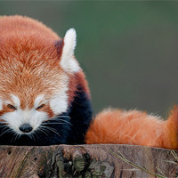 Buy canvas prints of Red Panda by Orange FrameStudio