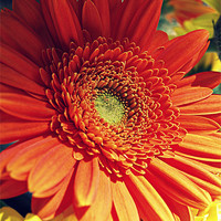 Buy canvas prints of Gerbera's in the summertime by Rosanna Zavanaiu