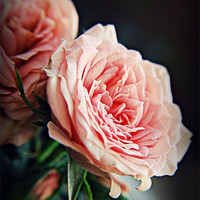 Buy canvas prints of Rose romance pink florals. by Rosanna Zavanaiu