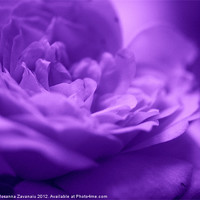 Buy canvas prints of Purple Haze.. by Rosanna Zavanaiu