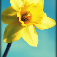 Buy canvas prints of Daffodils sunshine by Rosanna Zavanaiu
