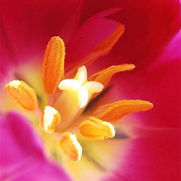 Buy canvas prints of Tulip stigmas stamen & pollens by Rosanna Zavanaiu