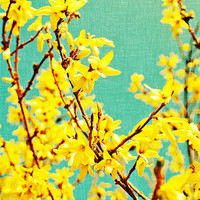 Buy canvas prints of yellow blossom on a sunny spring day. by Rosanna Zavanaiu