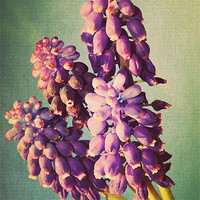 Buy canvas prints of Muscari Flora.. by Rosanna Zavanaiu