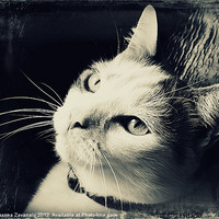 Buy canvas prints of Cat portrait Black & White. by Rosanna Zavanaiu